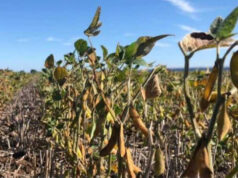 Asediada por lluvias, la cosecha de soja ya lleva 30 puntos de atraso Asediada por lluvias, la cosecha de soja ya lleva 30 puntos de atraso