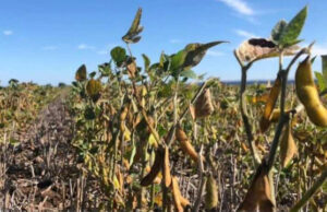 Asediada por lluvias, la cosecha de soja ya lleva 30 puntos de atraso Asediada por lluvias, la cosecha de soja ya lleva 30 puntos de atraso