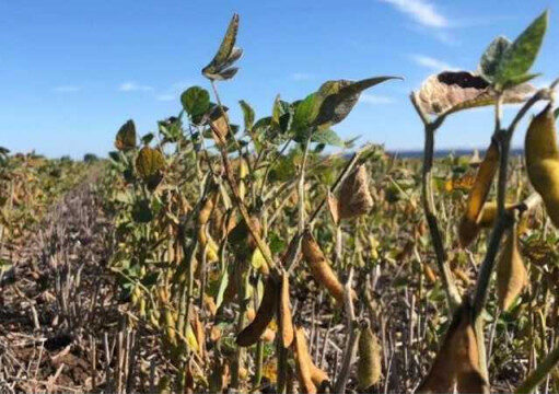 Asediada por lluvias, la cosecha de soja ya lleva 30 puntos de atraso Asediada por lluvias, la cosecha de soja ya lleva 30 puntos de atraso