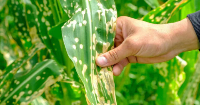 Maíz: clima húmedo y vía libre a la mancha blanca