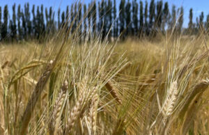 Afinando los números de la fina: la nutrición define el potencial del trigo y la cebada Afinando los números de la fina: la nutrición define el potencial del trigo y la cebada
