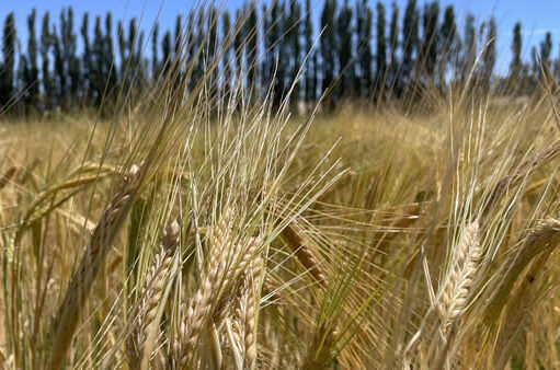 Afinando los números de la fina: la nutrición define el potencial del trigo y la cebada Afinando los números de la fina: la nutrición define el potencial del trigo y la cebada