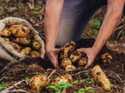 La papa se proyecta como cultivo estratégico La papa se proyecta como cultivo estratégico