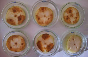 Identifican una enfermedad bacteriana que afecta a peras y manzanas Identifican una enfermedad bacteriana que afecta a peras y manzanas