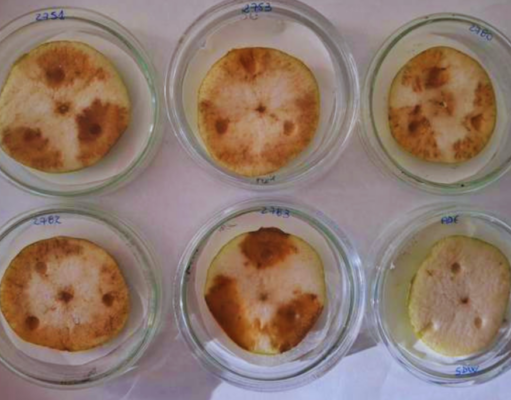 Identifican una enfermedad bacteriana que afecta a peras y manzanas Identifican una enfermedad bacteriana que afecta a peras y manzanas