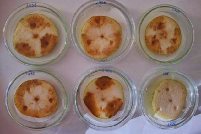 1-1024x685 Identifican una enfermedad bacteriana que afecta a peras y manzanas