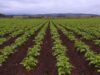 La fertilización foliar potencia el rendimiento de los cultivos La fertilización foliar potencia el rendimiento de los cultivos