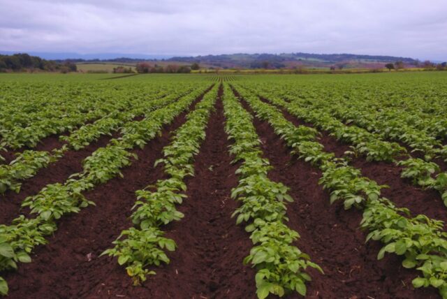 fertilizacion-foliar-2-1024x685 La fertilización foliar potencia el rendimiento de los cultivos