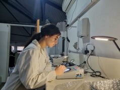Encuentran bacterias aliadas para combatir importantes enfermedades en cultivos