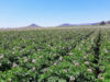 Desafios y oportunidades para la papa, un cultivo clave para Argentina Desafios y oportunidades para la papa, un cultivo clave para Argentina
