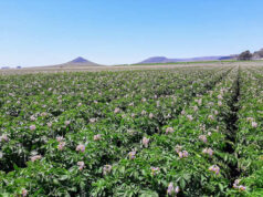 Desafios y oportunidades para la papa, un cultivo clave para Argentina Desafios y oportunidades para la papa, un cultivo clave para Argentina