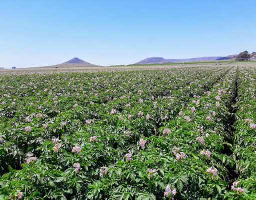 Desafios y oportunidades para la papa, un cultivo clave para Argentina Desafios y oportunidades para la papa, un cultivo clave para Argentina