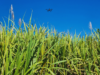 Utilizan tecnología satelital y LiDAR para mejorar el manejo del cultivo Utilizan tecnología satelital y LiDAR para mejorar el manejo del cultivo