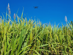 Utilizan tecnología satelital y LiDAR para mejorar el manejo del cultivo Utilizan tecnología satelital y LiDAR para mejorar el manejo del cultivo