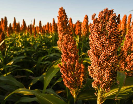 Menor oferta mundial abre una ventana para el sorgo argentino Sorgo 2026/27: una campaña para recuperar rendimientos y aumentar el valor de la producción