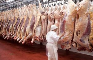 La carne vacuna entra en una nueva etapa: cae la faena, crecen las exportaciones y el consumo interno toca mínimos La carne vacuna entra en una nueva etapa: cae la faena, crecen las exportaciones y el consumo interno toca mínimos