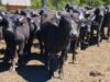 Corrientes pone a prueba el potencial productivo de los búfalos Corrientes pone a prueba el potencial productivo de los búfalos