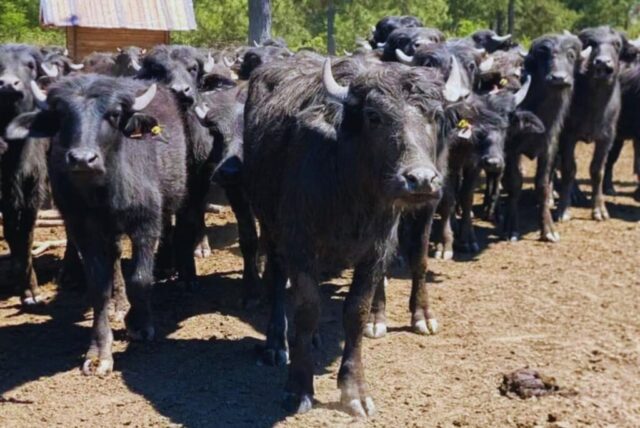 3-1024x685 Corrientes pone a prueba el potencial productivo de los búfalos