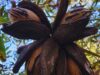 Verifican la identidad de los cultivares de pecán Con pruebas de ADN, verifican la identidad de los cultivares de pecán