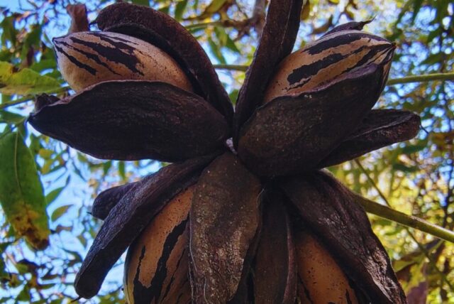 nuez-pecan-mejoramiento-1024x685 Con pruebas de ADN, verifican la identidad de los cultivares de pecán
